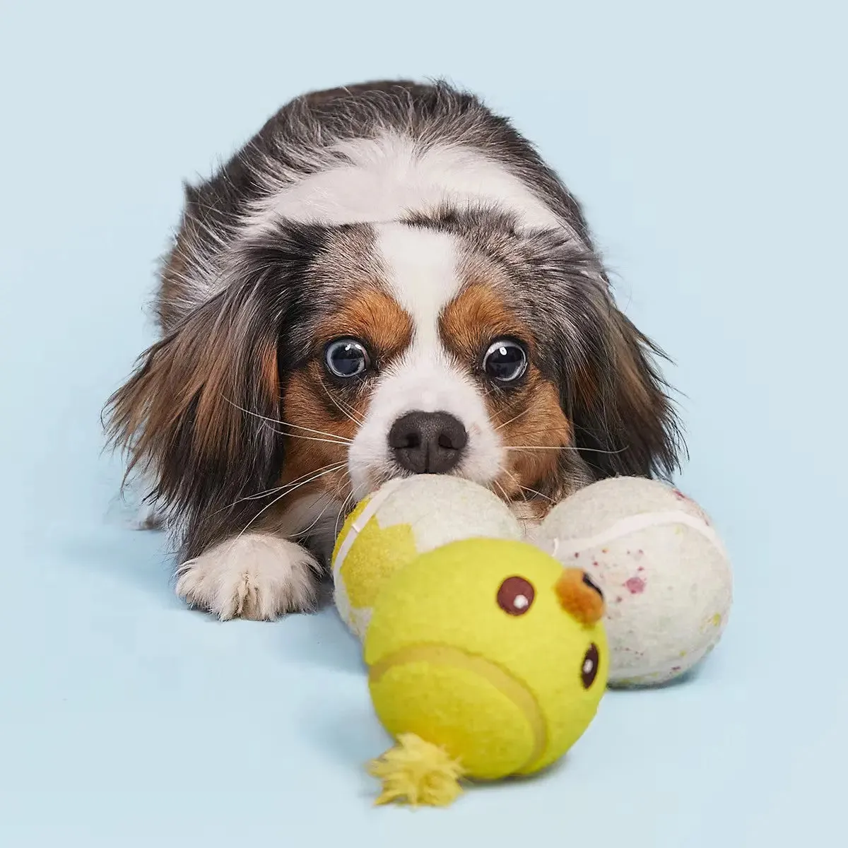 BARK Play Hatch Tennis Balls Dog Fetch Toy