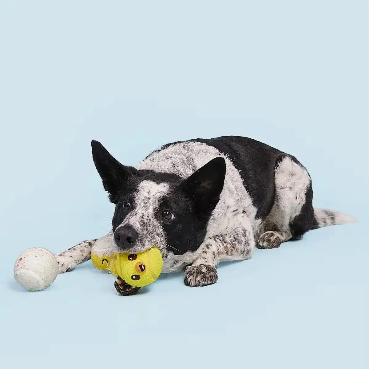 BARK Play Hatch Tennis Balls Dog Fetch Toy