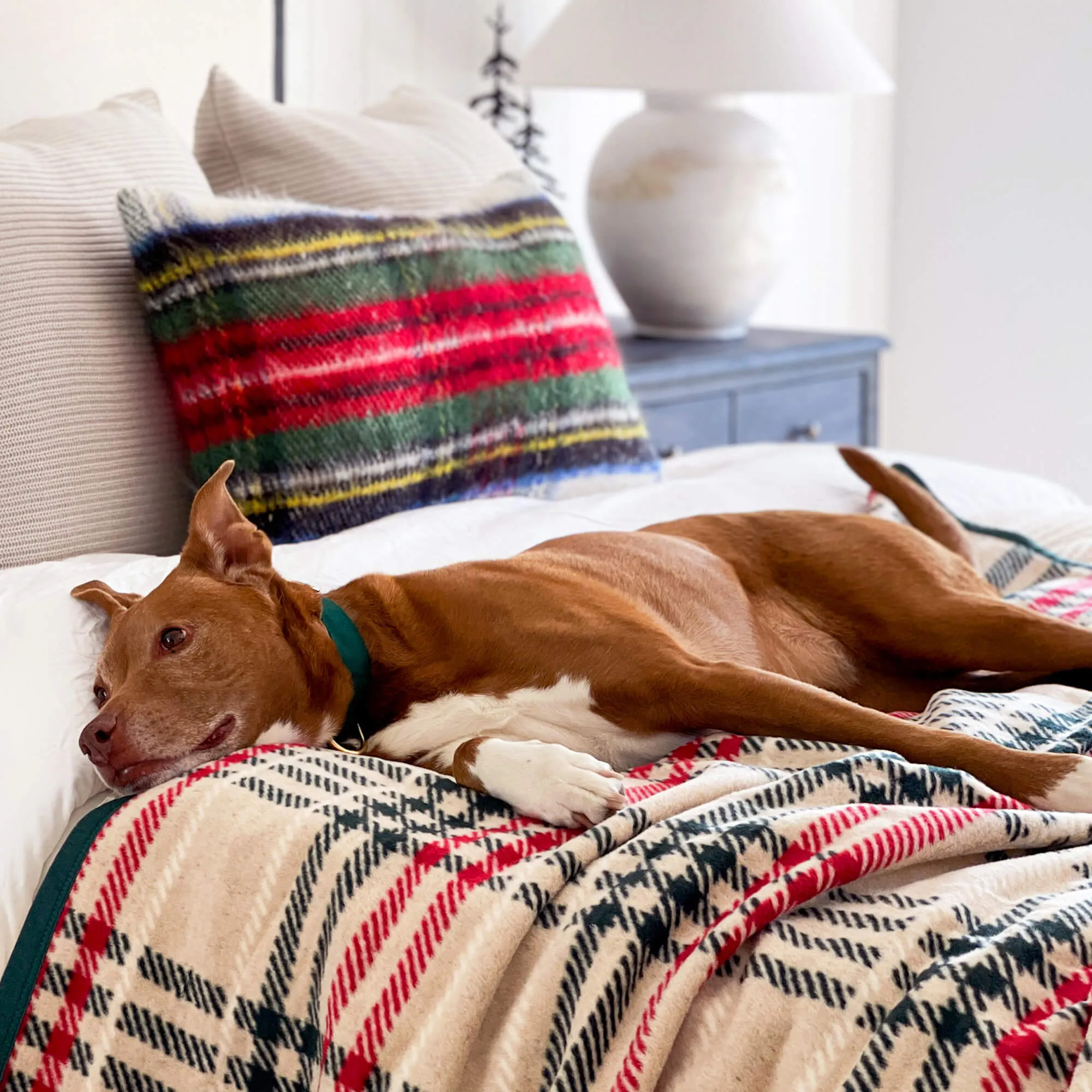 ChappyWrap x TFD Eggnog Plaid Dog Blanket