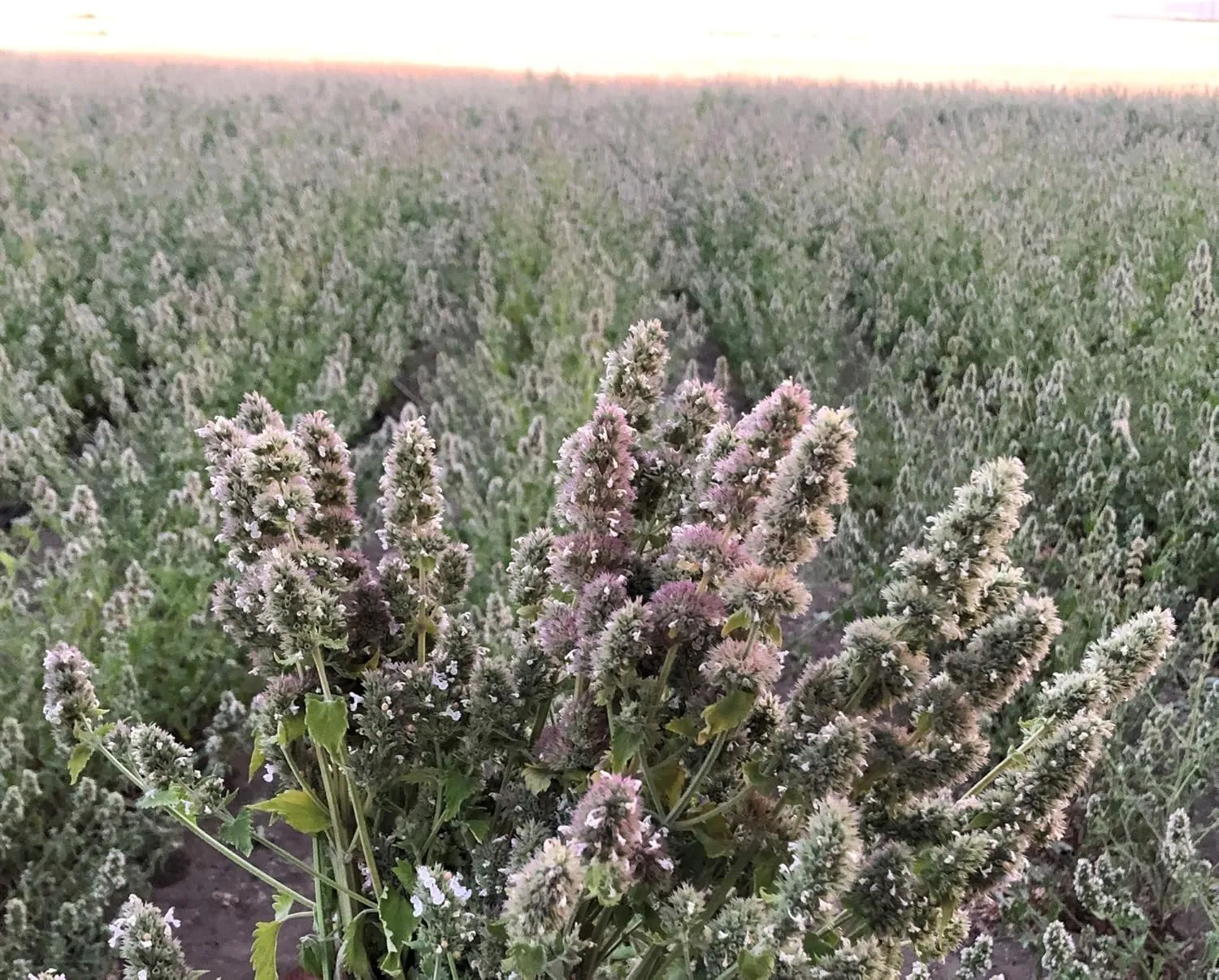 from The Field | Premium Whole Catnip Buds for Cats | Organic, USA-Grown, Fresh & Potent | Natural, Eco-Friendly Cat Treat for Play & Relaxation | Catnip for Indoor Cats | Resealable 4 OZ Bag