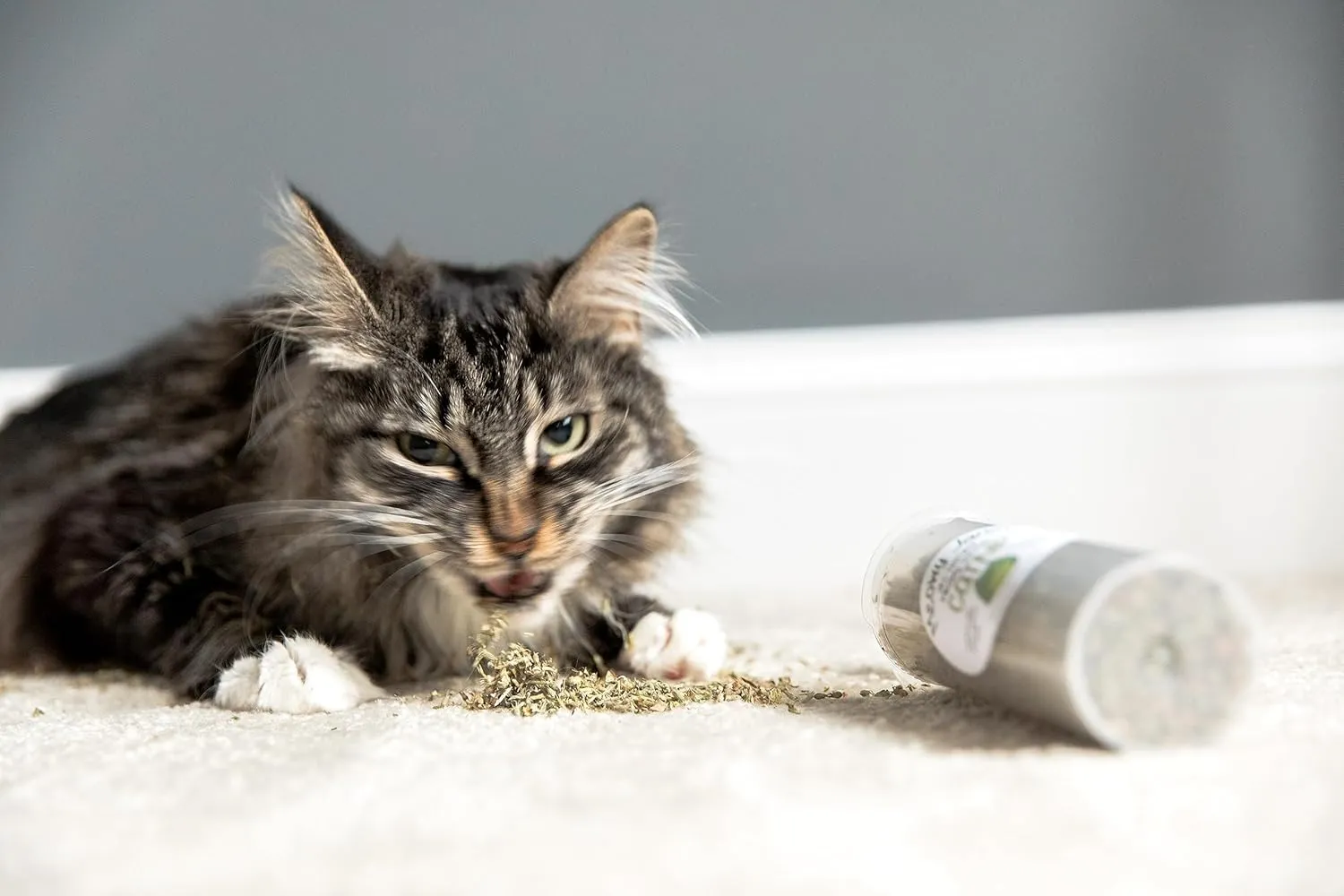 Meowy Janes All Natural Silvervine Catnip Blend, Bottle (1 Cup)
