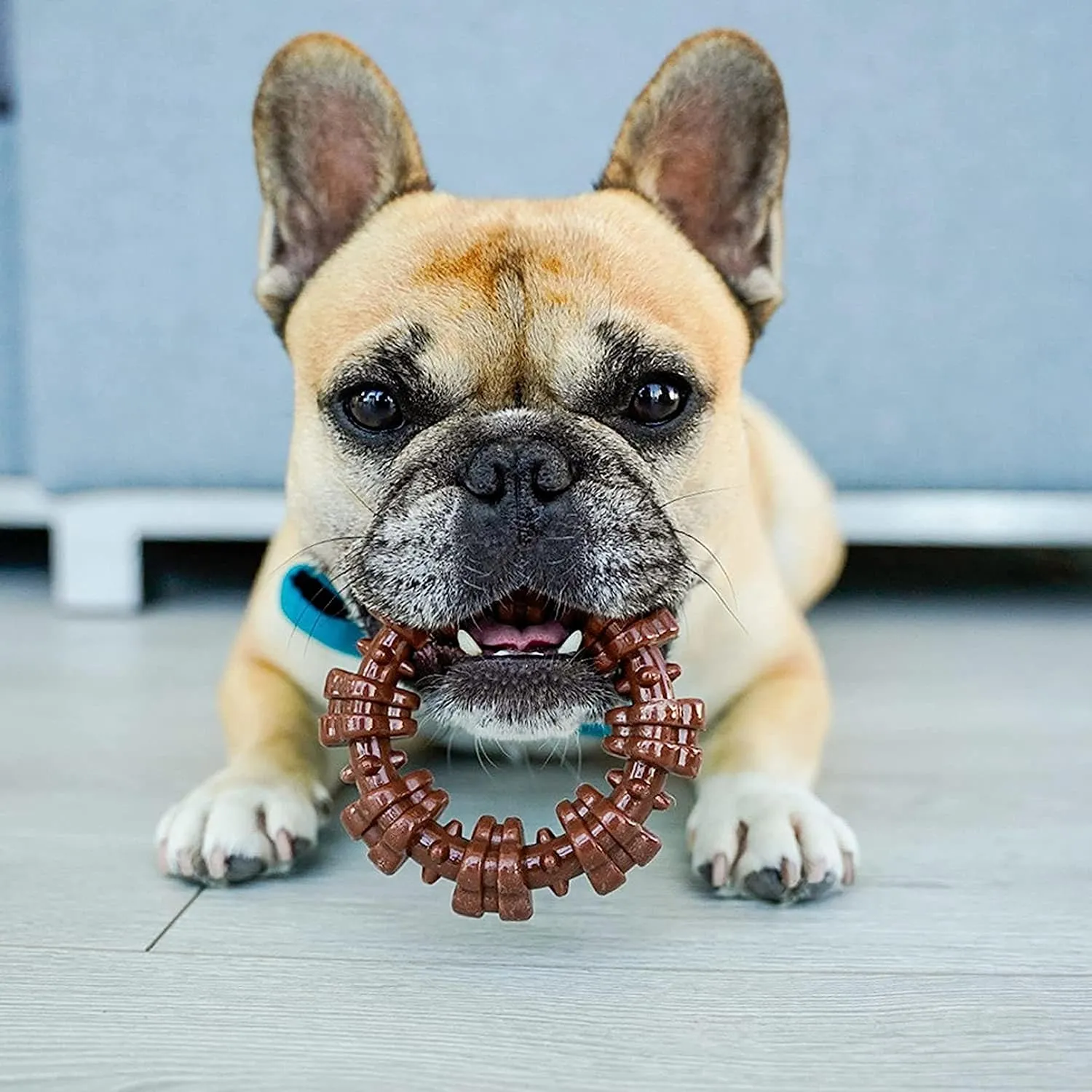 Nylabone Textured Ring Power Chew Toy for Dogs, Dog Toys for Aggressive Chewers, Flavor Medley, Small Dogs - Up to 25 lbs, 1 Count