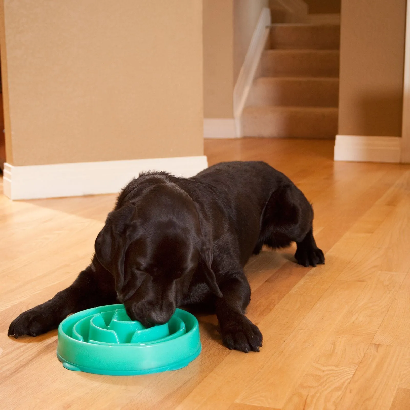 Outward Hound Fun Feeder Slo-Bowl Drop Dog Bowl Teal***