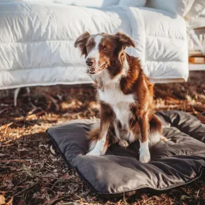 Pure Australian Wool Pet Beds