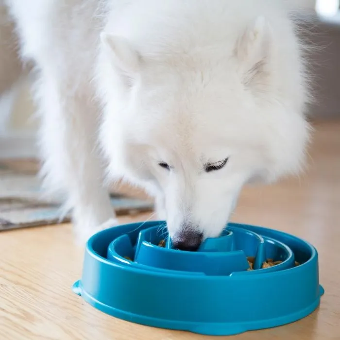 Slow Feeder Dog Bowl - Dog Bowl for Fast Eaters - Outward Hound Fun Feeder Slo-Bowl